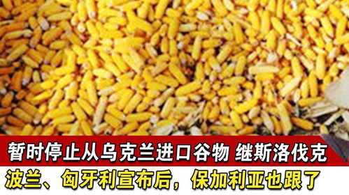 东欧粮食风波的蔓延 保加利亚跟进，欧盟团结面临考验